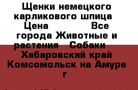 Щенки немецкого карликового шпица › Цена ­ 20 000 - Все города Животные и растения » Собаки   . Хабаровский край,Комсомольск-на-Амуре г.